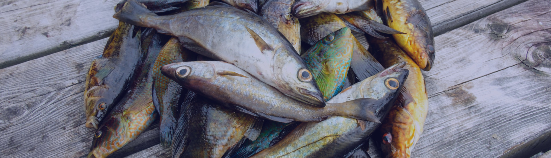 Heap of different raw fish