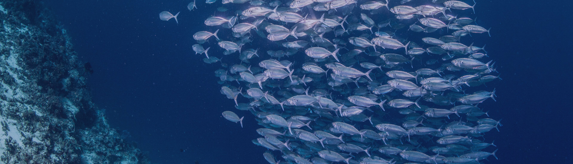 large-school-of-sardines-PZ5TQMD